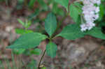 Fourleaf milkweed